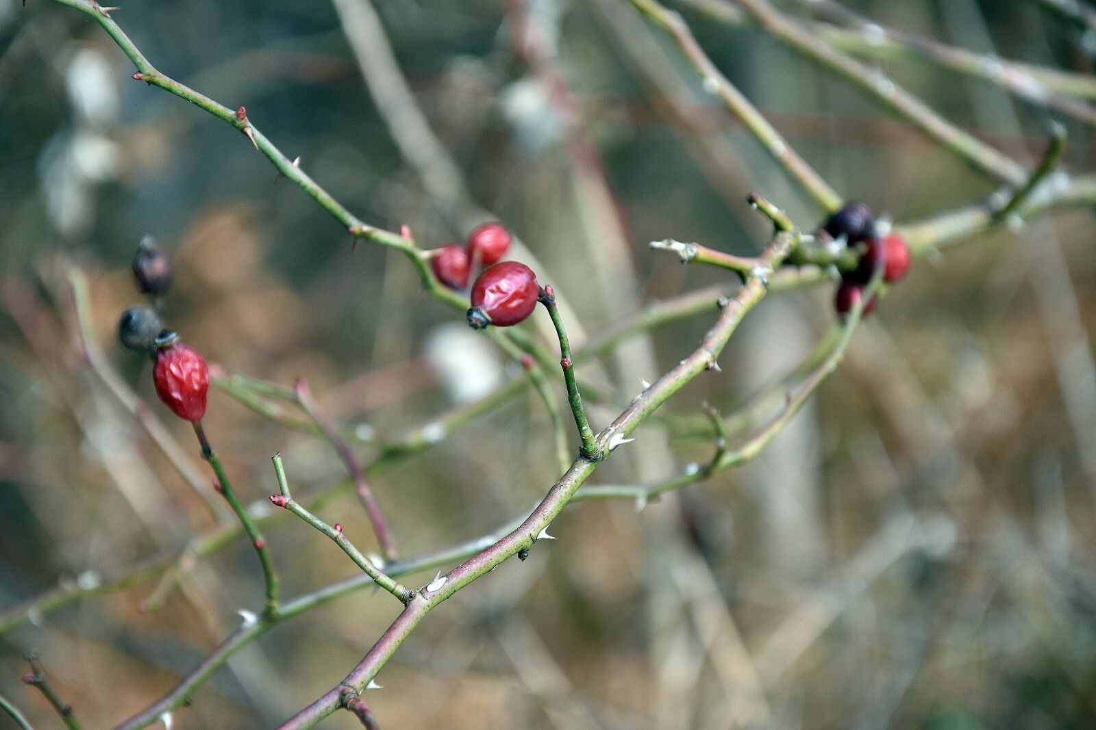 Nikon D3400 sample photo. Nature, plant, berry photography