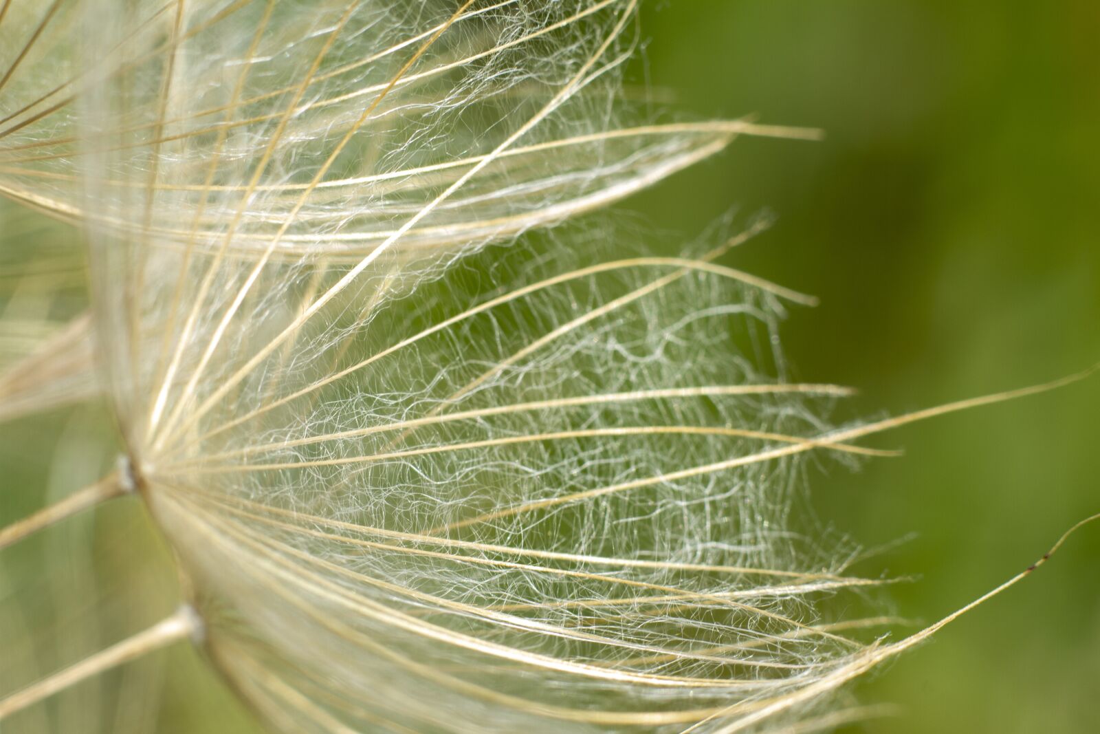 Canon EOS 7D + Canon EF 50mm F1.8 STM sample photo. Dandelion, flower, plant photography