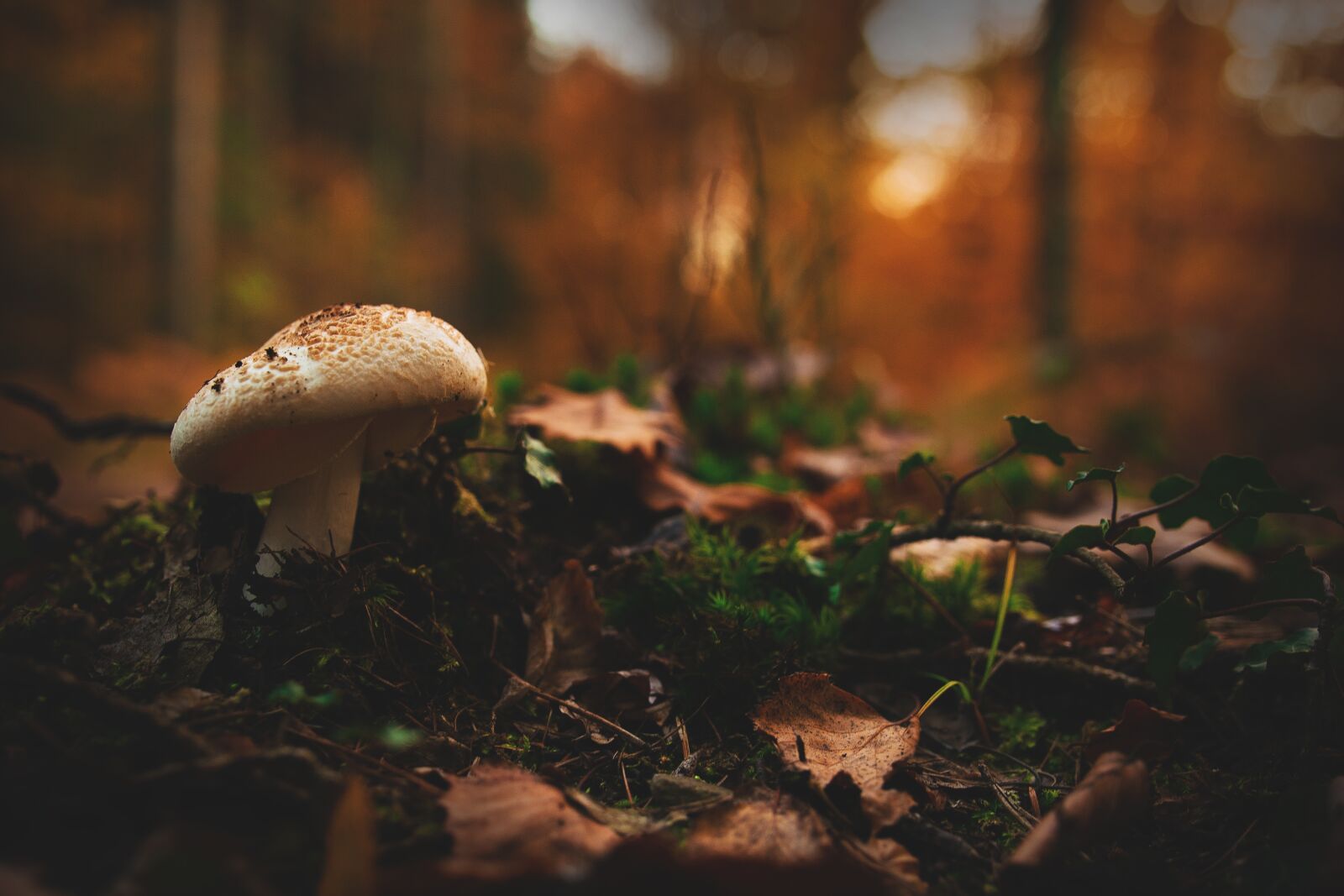 Nikon D5300 sample photo. Mushroom, forest, autumn photography