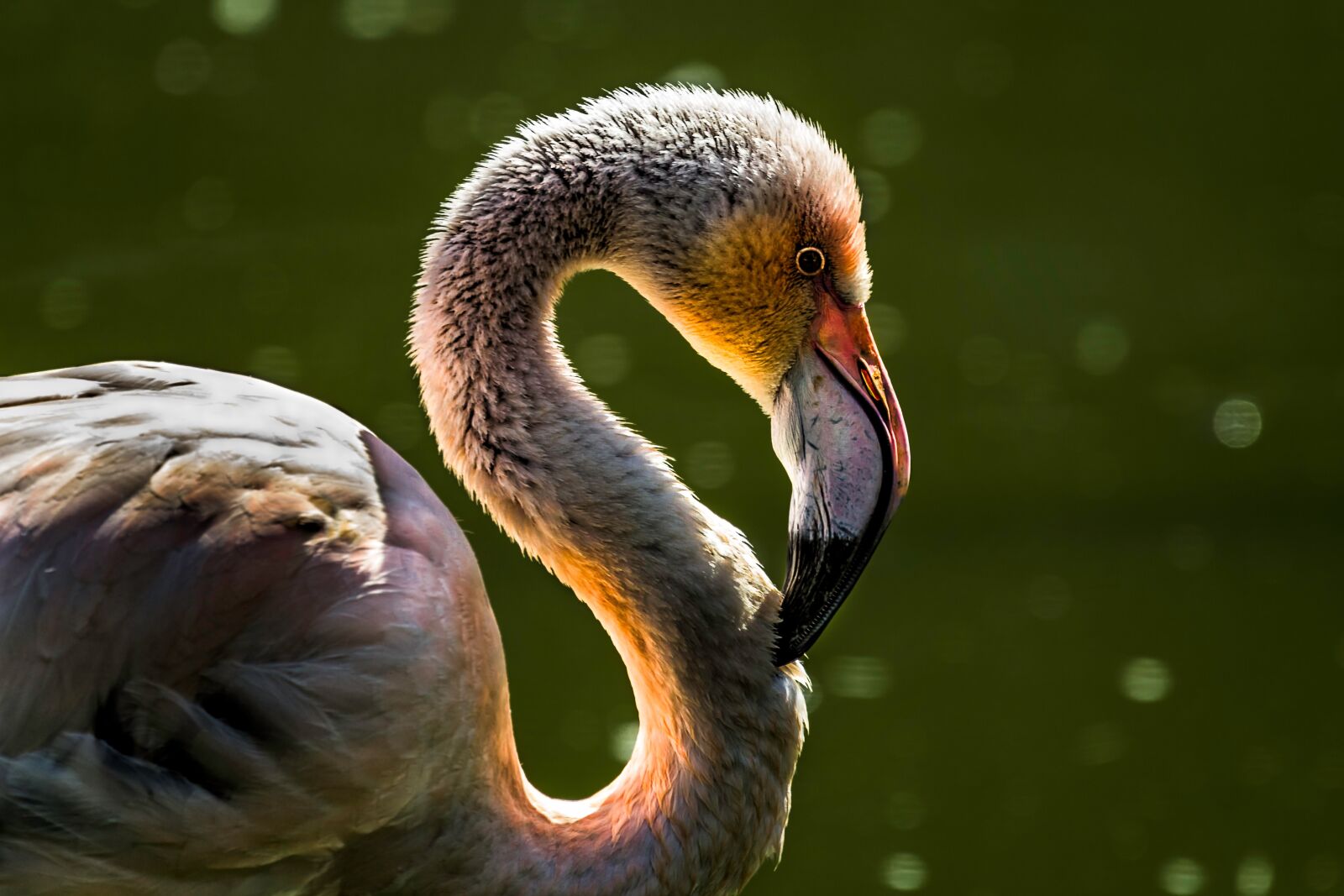 Canon EOS 60D + Canon EF 70-300mm F4-5.6L IS USM sample photo. Bird, flamingo, fauna photography