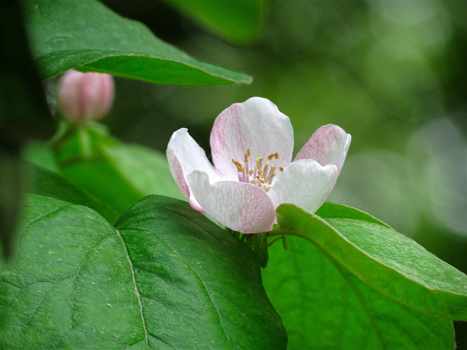 4.3 - 150.5 mm sample photo. Apple, plant, bloom photography