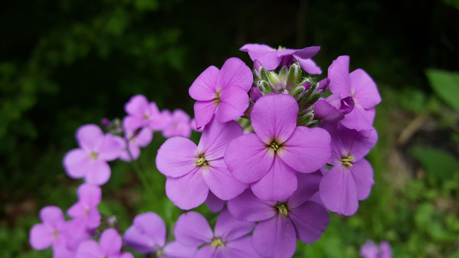 Samsung Galaxy Note5 sample photo. Beautiful, flowers, spring photography