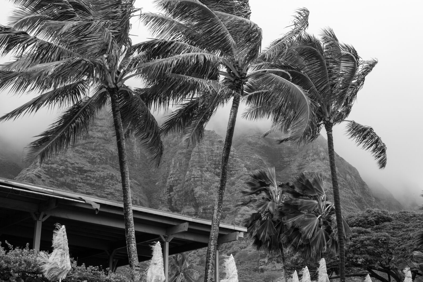 Canon EOS 5D Mark III sample photo. Palm, people, tree photography