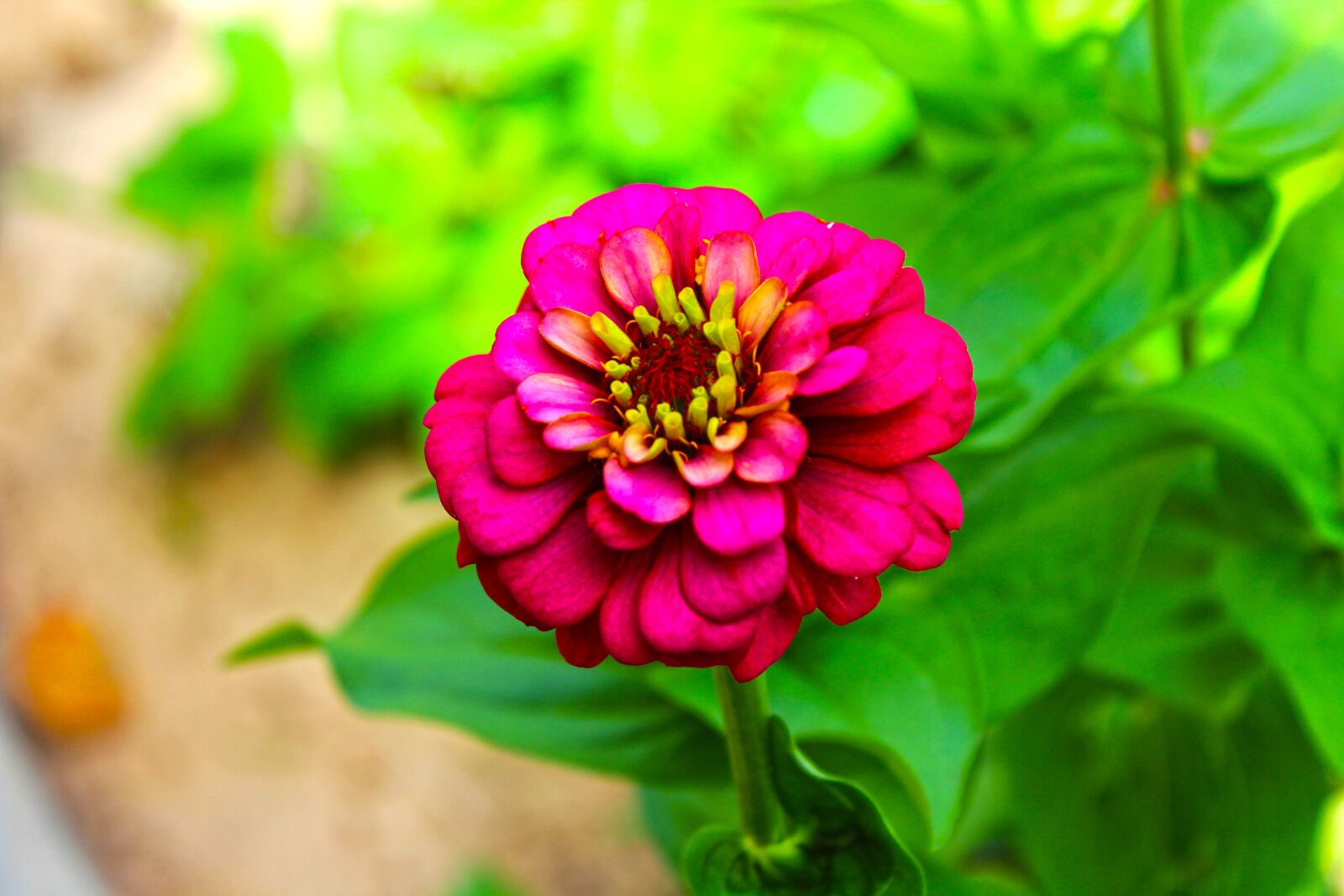 Canon EOS 600D (Rebel EOS T3i / EOS Kiss X5) sample photo. Flower, love, decoration photography