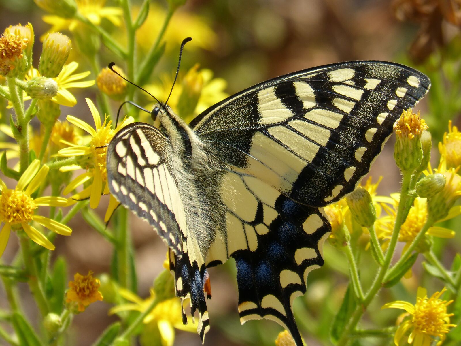Panasonic DMC-FZ62 sample photo. Machaon, papilio machaon, butterfly photography