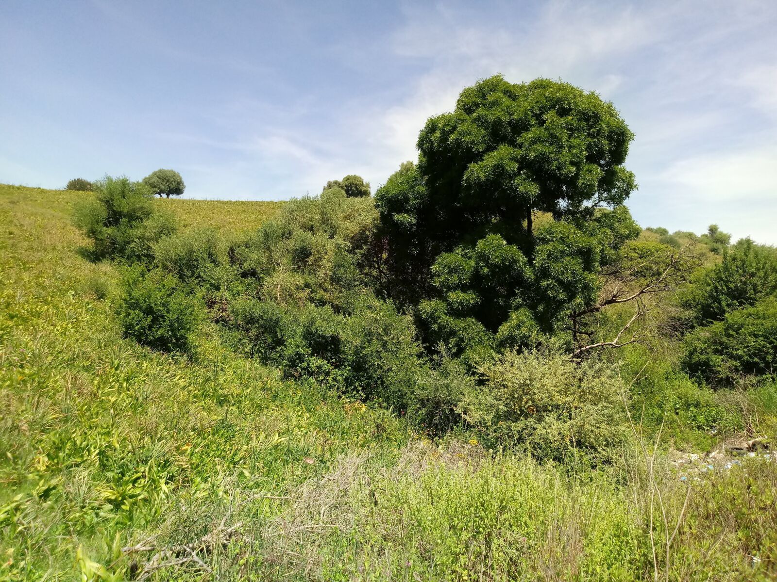 LG X CHARGE sample photo. Jijel, plain, nature photography