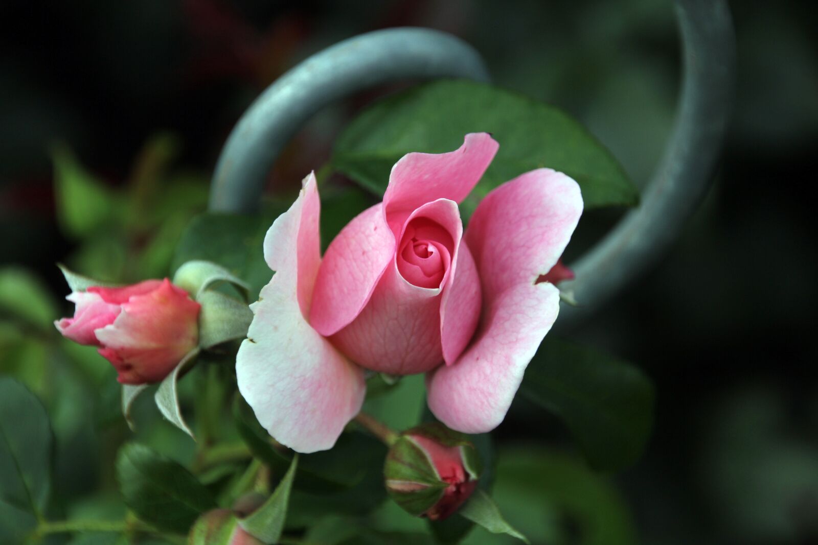 Canon EOS 60D sample photo. Rose, blossom, bloom photography