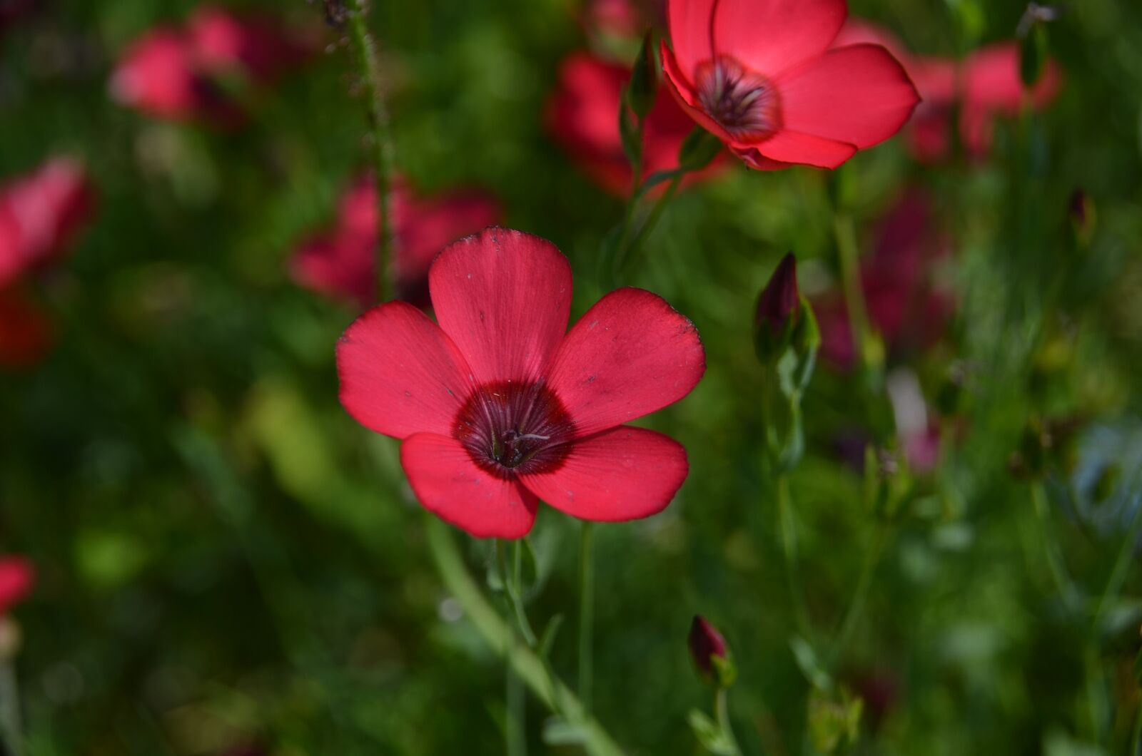 Nikon D5100 sample photo. Flower, red, blossom photography