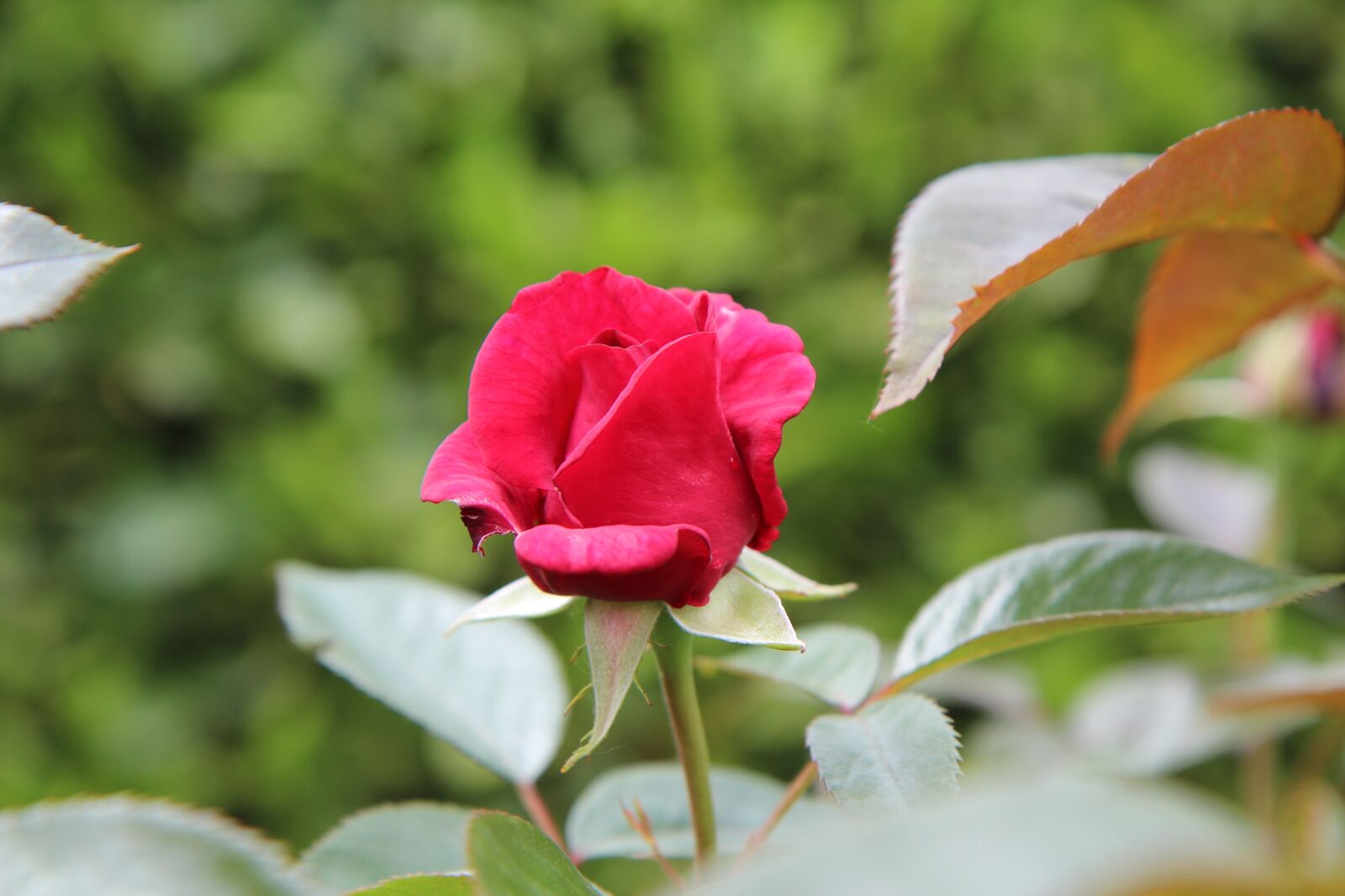 Canon EOS 600D (Rebel EOS T3i / EOS Kiss X5) sample photo. Pink, red rose, rosebush photography