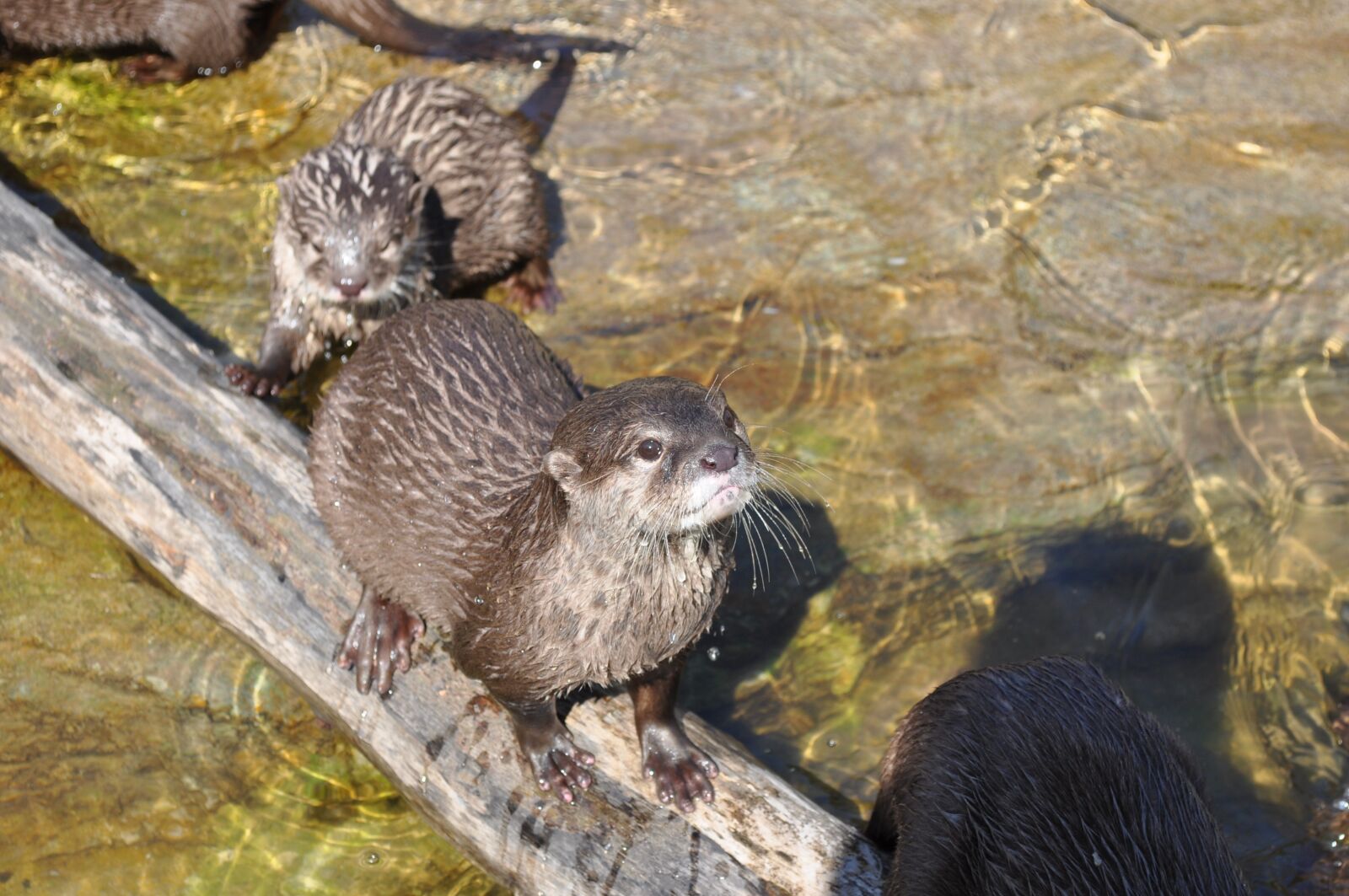 Nikon D5000 sample photo. Zoo, beaver, kbh photography