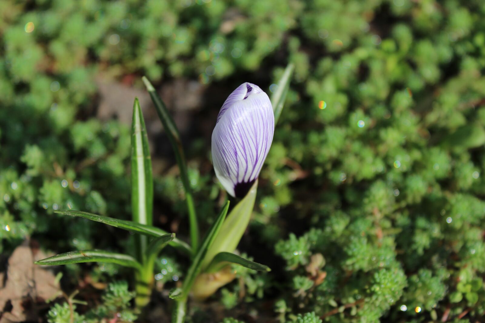 Canon EOS 600D (Rebel EOS T3i / EOS Kiss X5) sample photo. Spring, spring flowers, flower photography