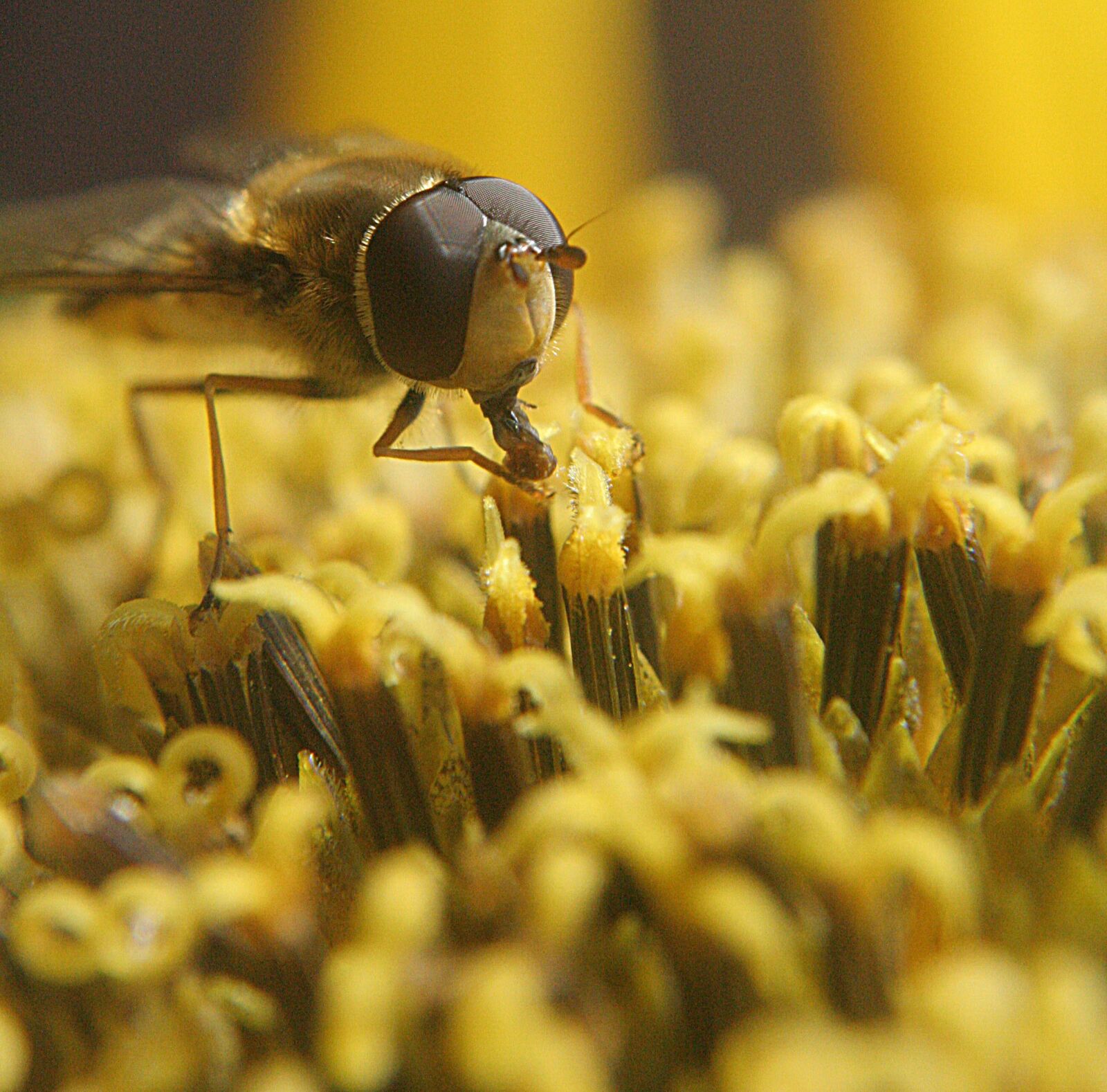 Canon EOS 350D (EOS Digital Rebel XT / EOS Kiss Digital N) sample photo. Fly, macro, nature photography