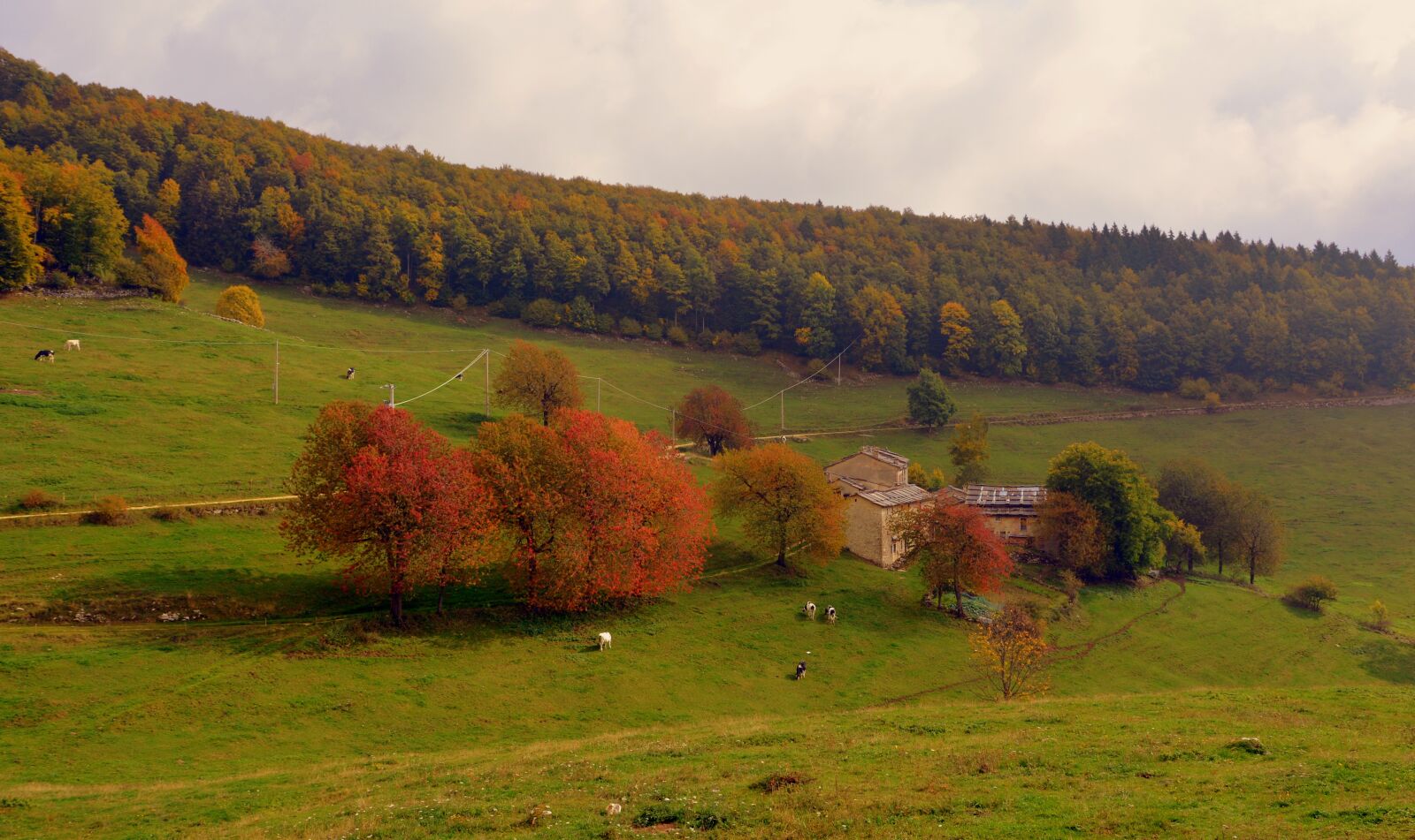 Nikon D7100 sample photo. Trees, borgo, autumn photography