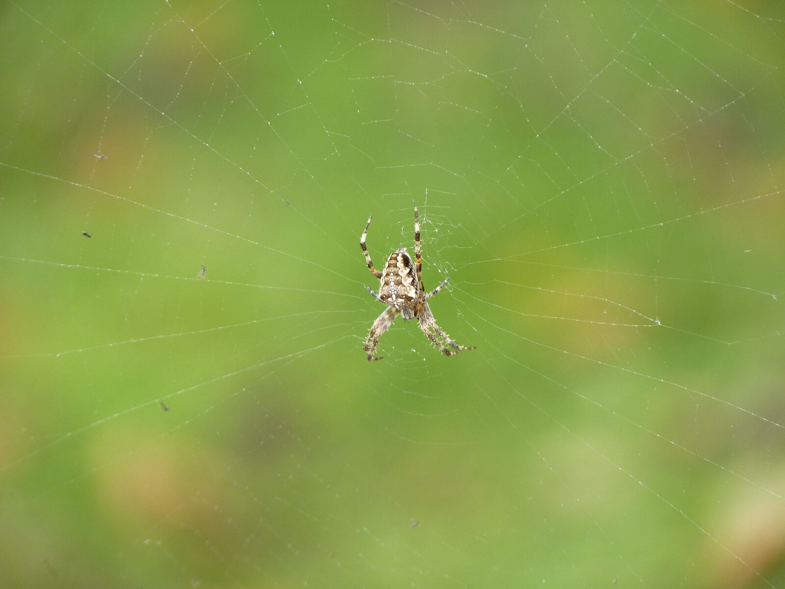 Panasonic Lumix DMC-FZ35 (Lumix DMC-FZ38) sample photo. Spider, araneus, web photography