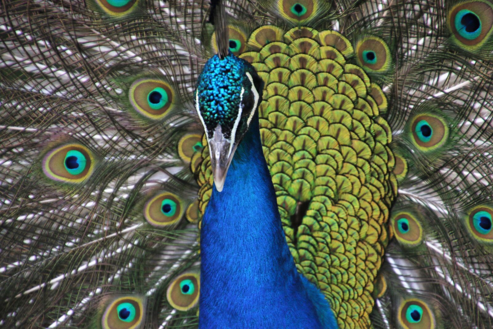 Canon EOS 7D Mark II sample photo. Animal, bird, blue, blue photography
