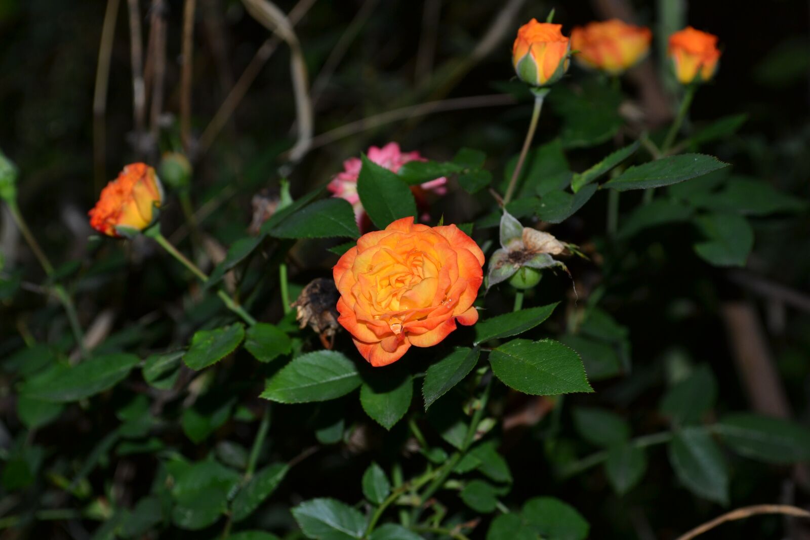 Nikon D3100 sample photo. Rose, orange, night photography