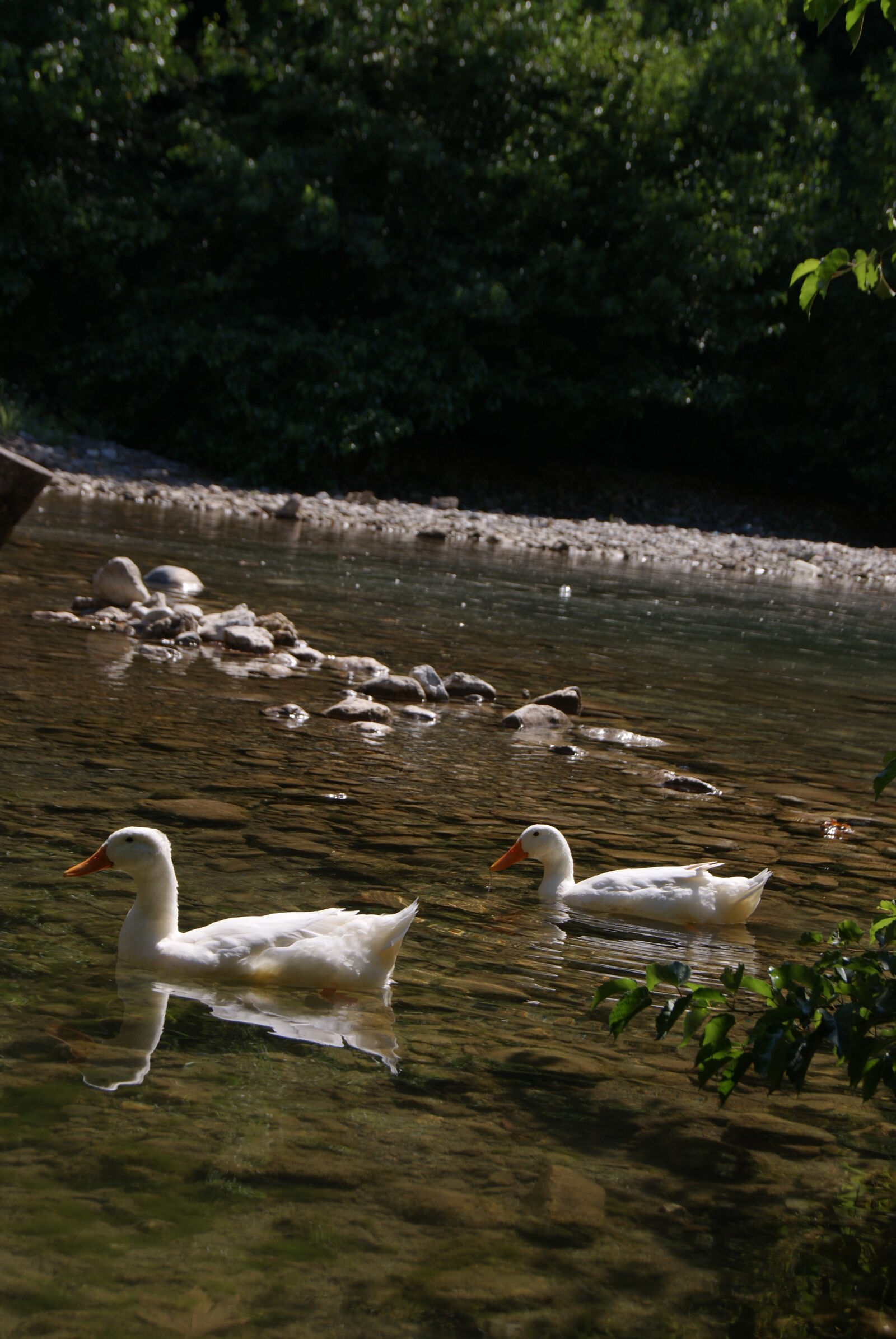 Sony Alpha DSLR-A230 sample photo. Ducks, lake, pair photography