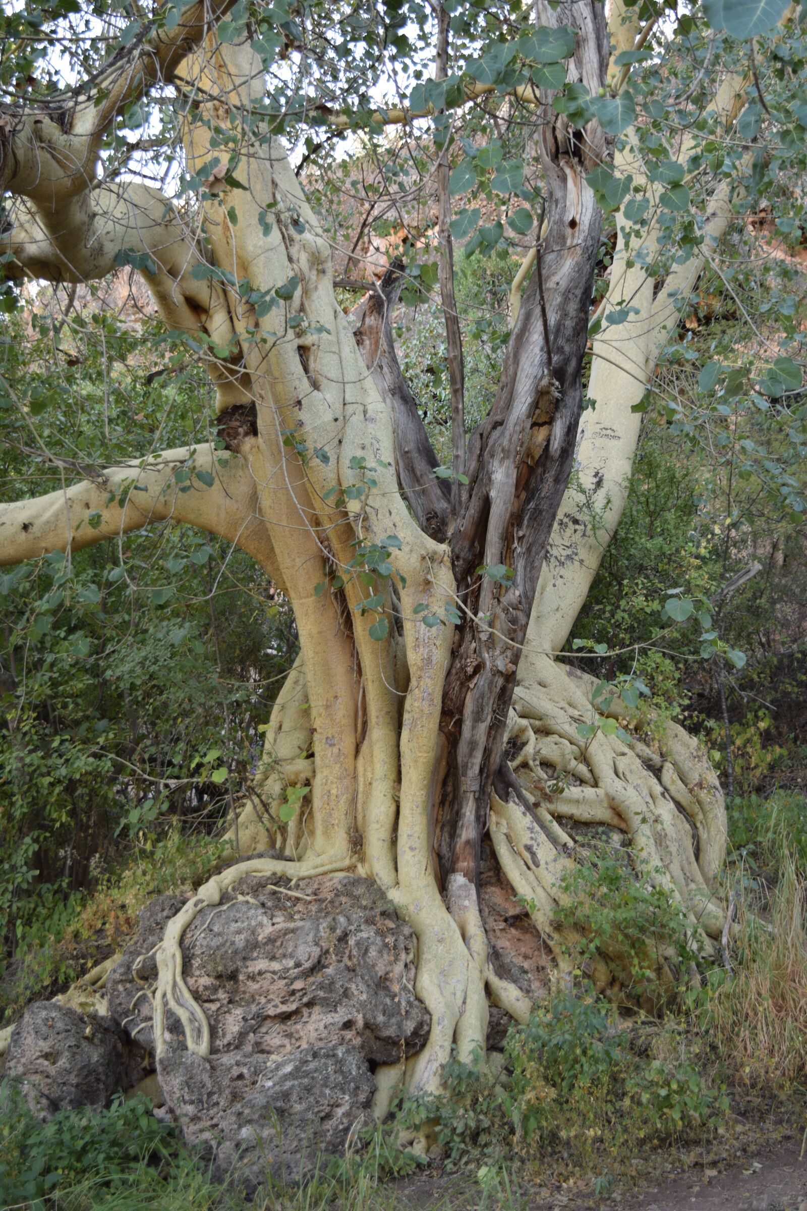Nikon D3300 sample photo. Tree, nature, root photography