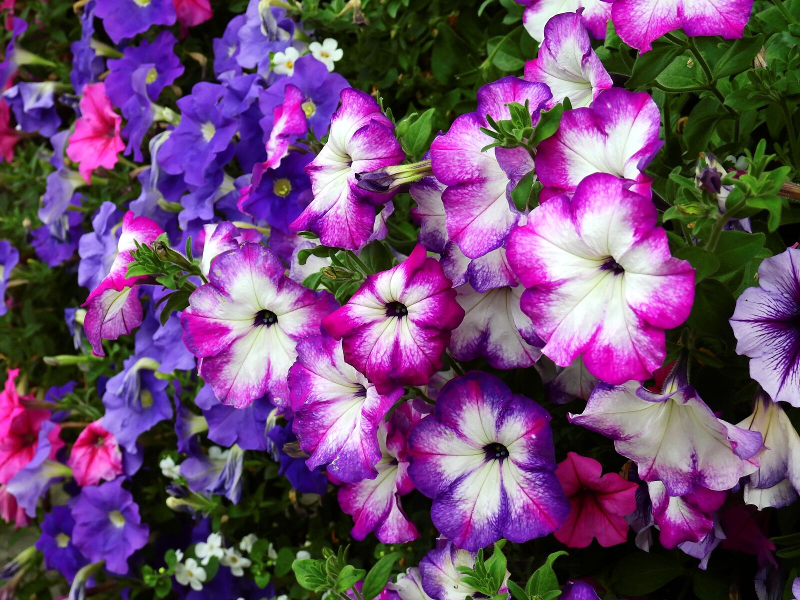 Nikon Coolpix P900 sample photo. Flowers, blossom, bloom photography