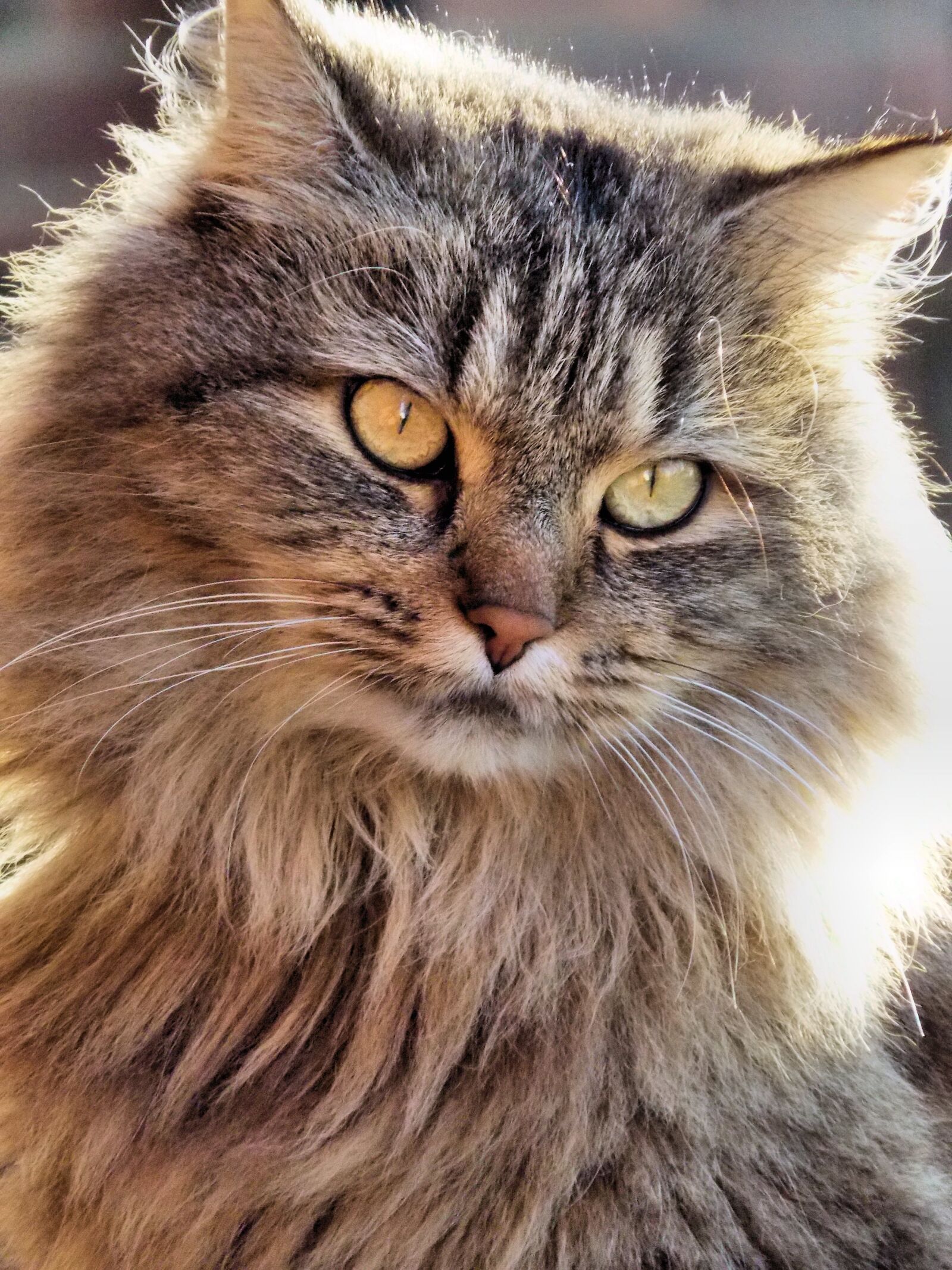 Nikon Coolpix L810 sample photo. Cat, maincoon, nature photography