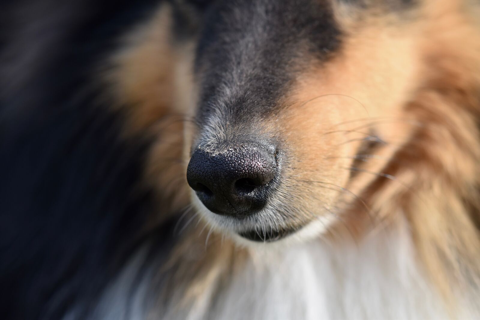 Nikon D5600 sample photo. Dog, nose dog, black photography