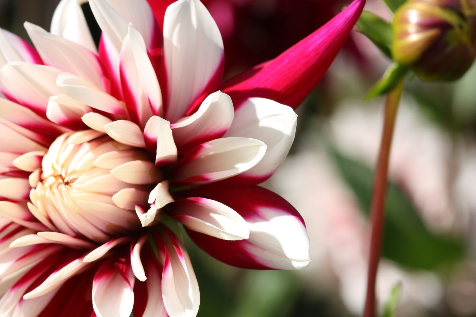 Canon EOS 450D (EOS Rebel XSi / EOS Kiss X2) sample photo. Flower, nature, petals photography