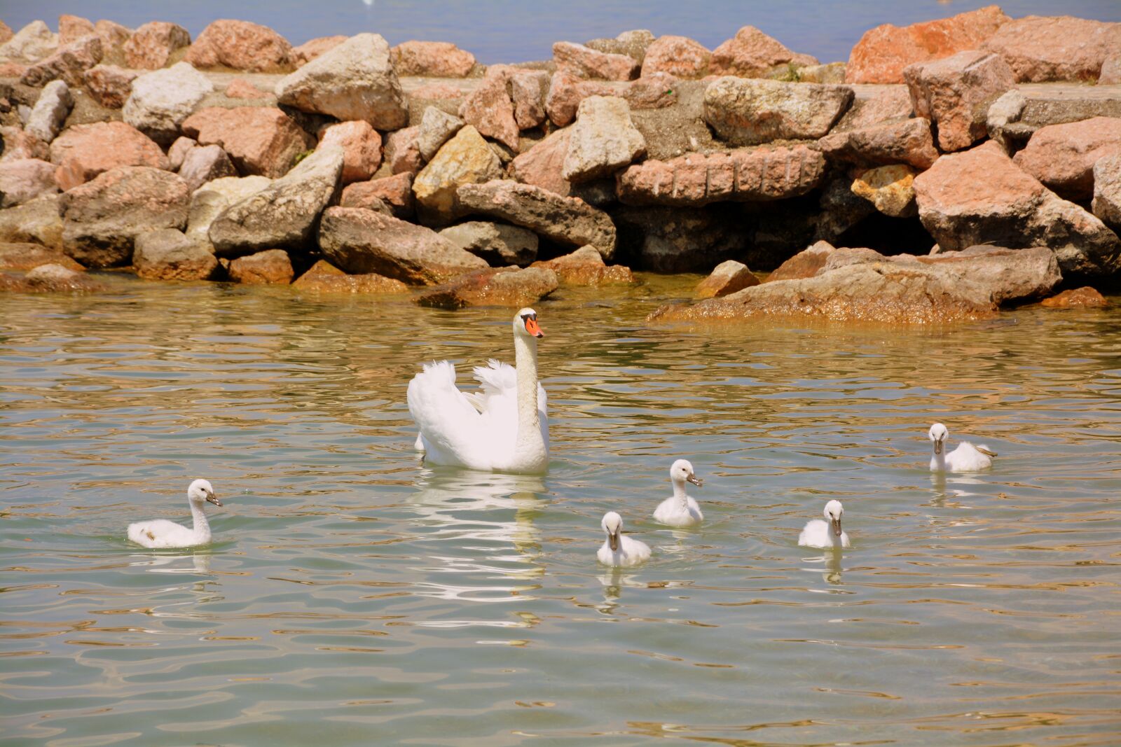 Nikon D7100 sample photo. Swan, mom, children photography