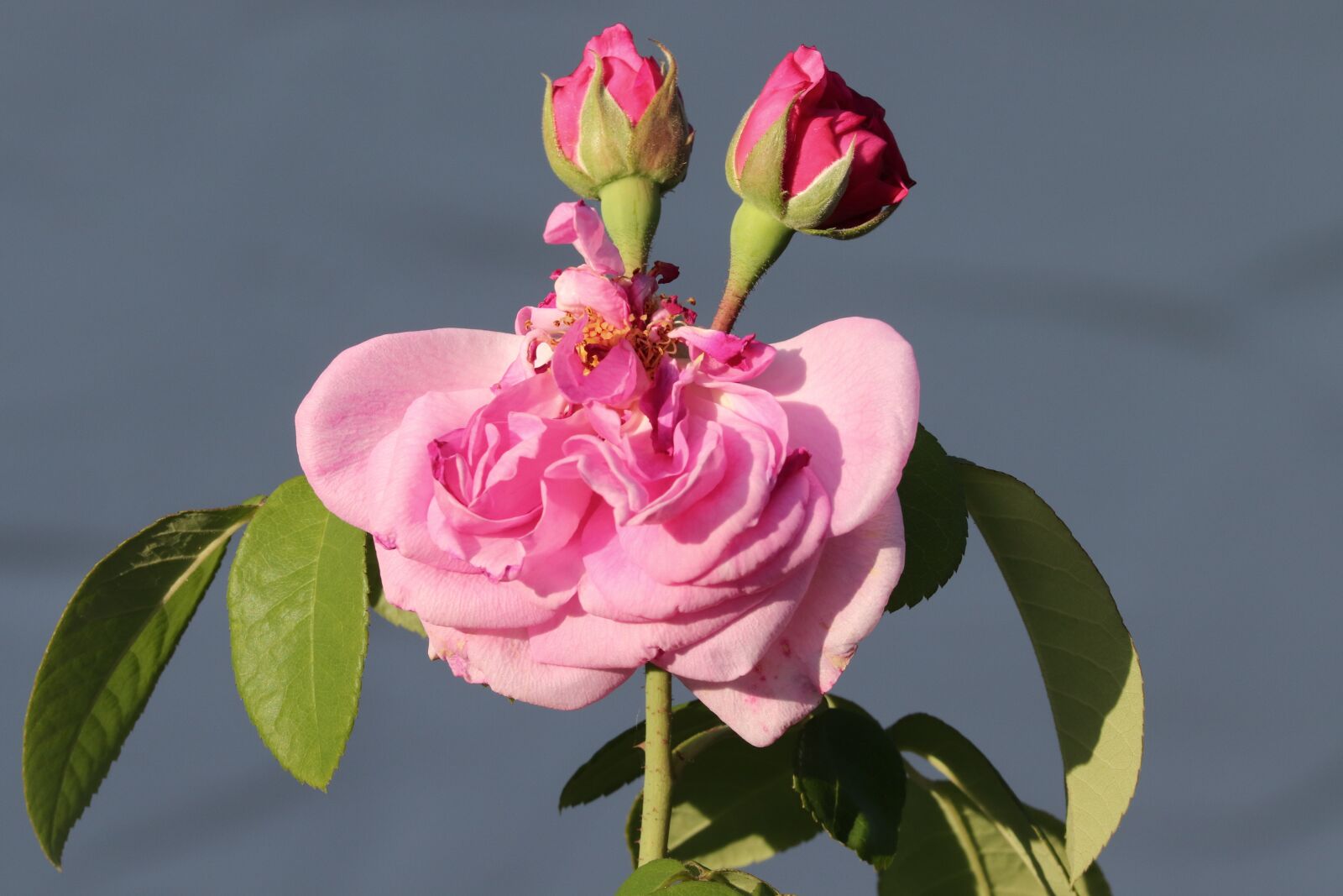 Canon EOS 200D (EOS Rebel SL2 / EOS Kiss X9) sample photo. Rose bud, rose petals photography