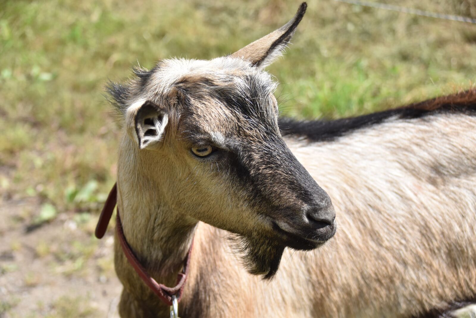 Nikon D5600 sample photo. Goat, goat without horns photography