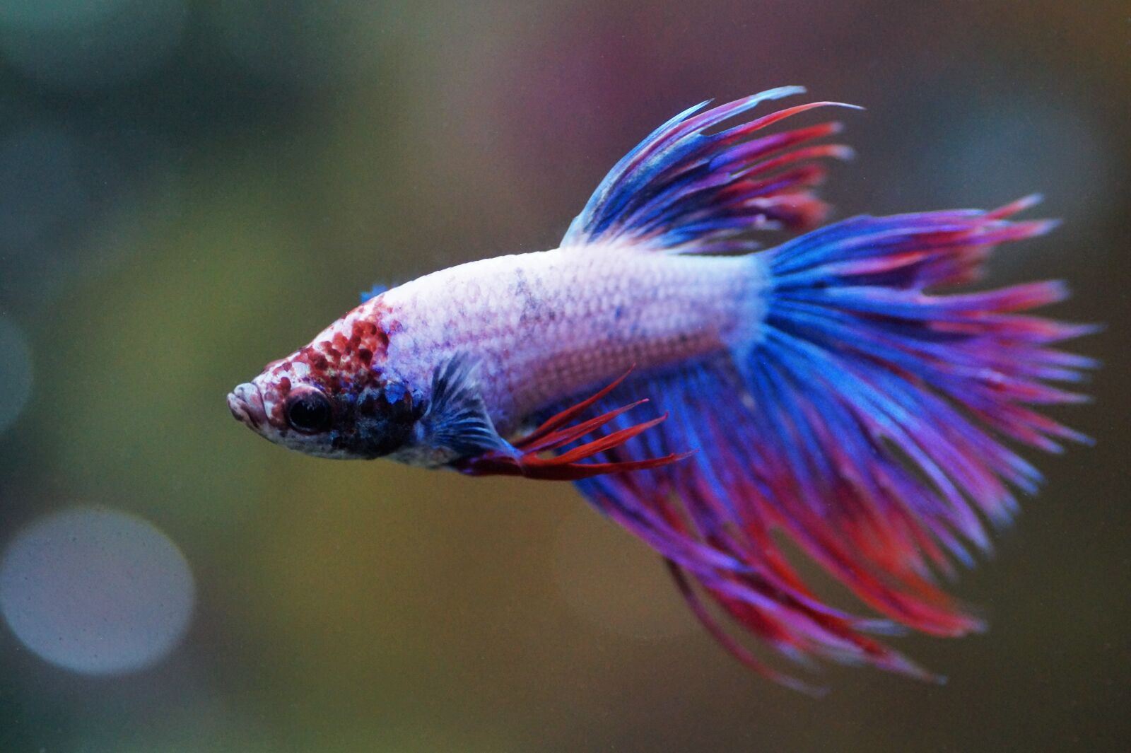 Sony SLT-A58 sample photo. Betta, warrior, aquarium photography