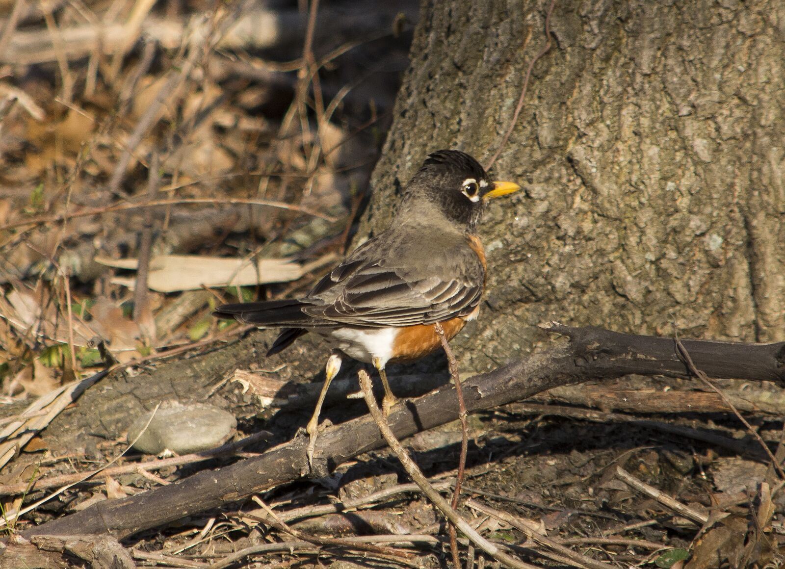 Nikon D7200 sample photo. Bird, wildlife, nature photography