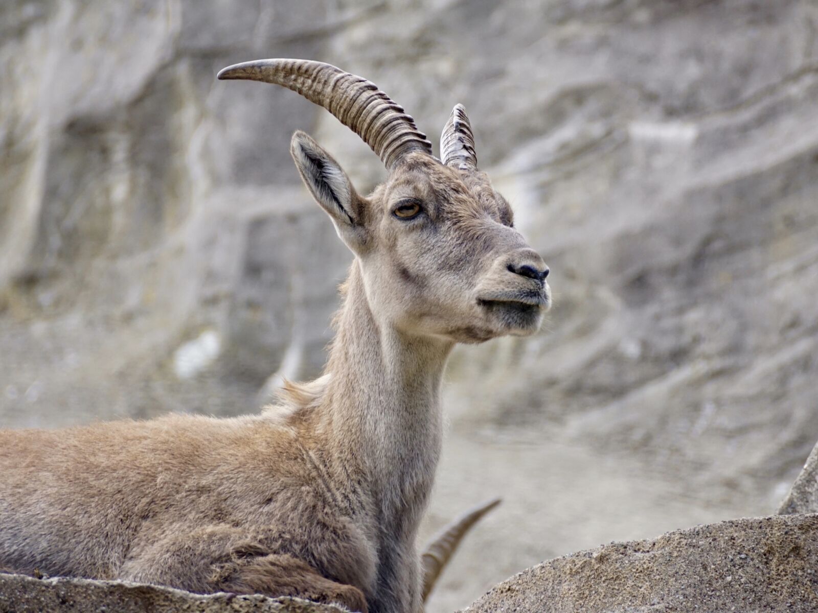 Sony DT 55-300mm F4.5-5.6 SAM sample photo. Capricorn, ungulate, horns photography