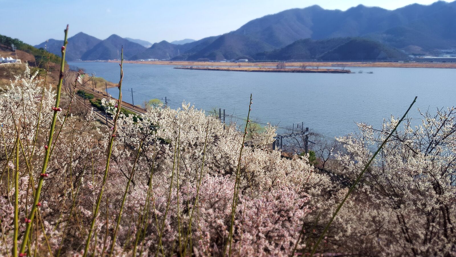 Samsung Galaxy S6 sample photo. Spring, landscape, cherry blossom photography