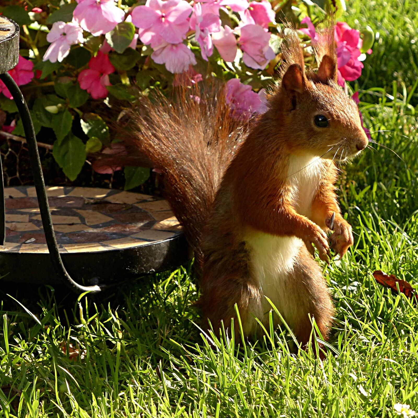 Panasonic Lumix DMC-FZ200 sample photo. Animal, squirrel, sciurus vulgaris photography