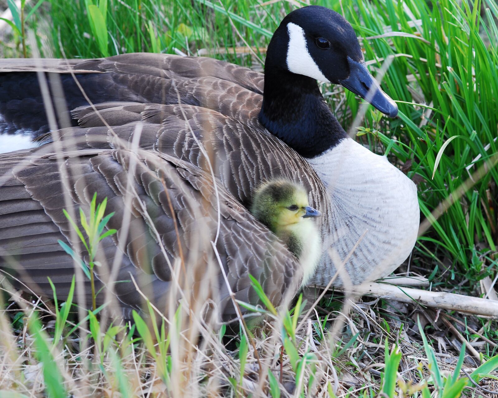 Nikon D200 sample photo. Canada goose, gosling, nest photography