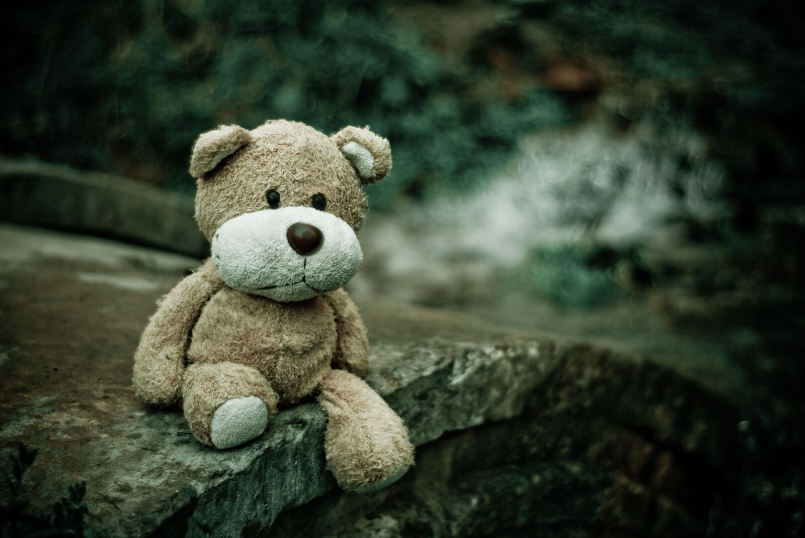 Nikon D80 sample photo. Teddy, bear, toy photography