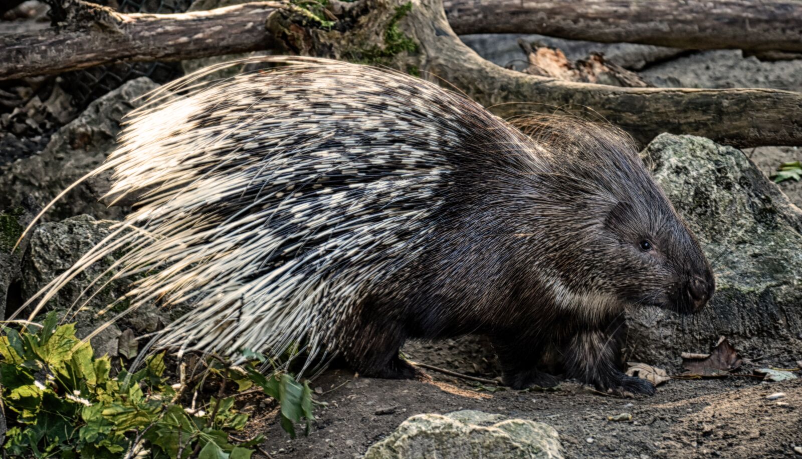 Nikon D7200 sample photo. Porcupine, animal, spur photography