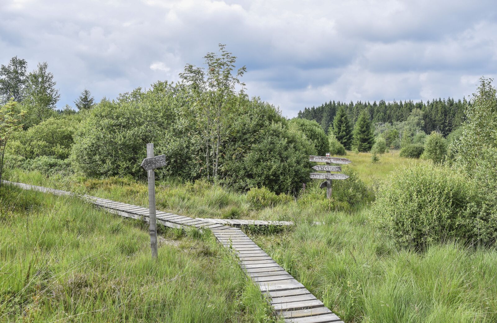 Nikon D3300 sample photo. Nature, landscape, moor photography