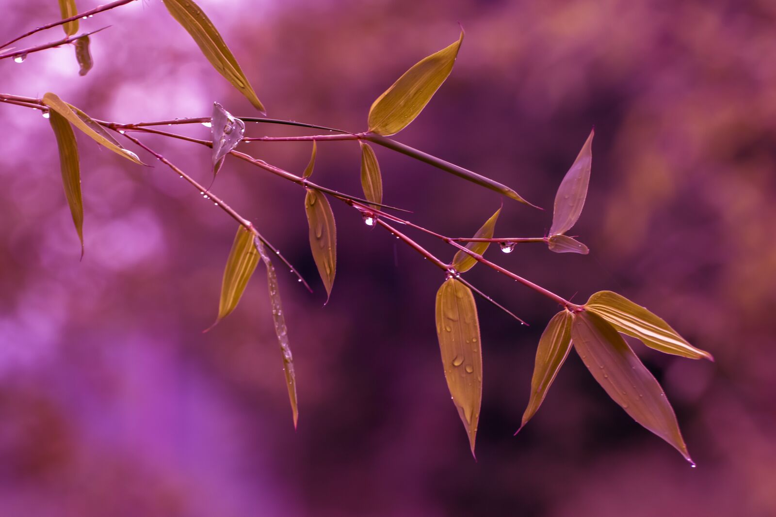 Canon EOS 200D (EOS Rebel SL2 / EOS Kiss X9) sample photo. Bamboo, leaves, raindrop photography