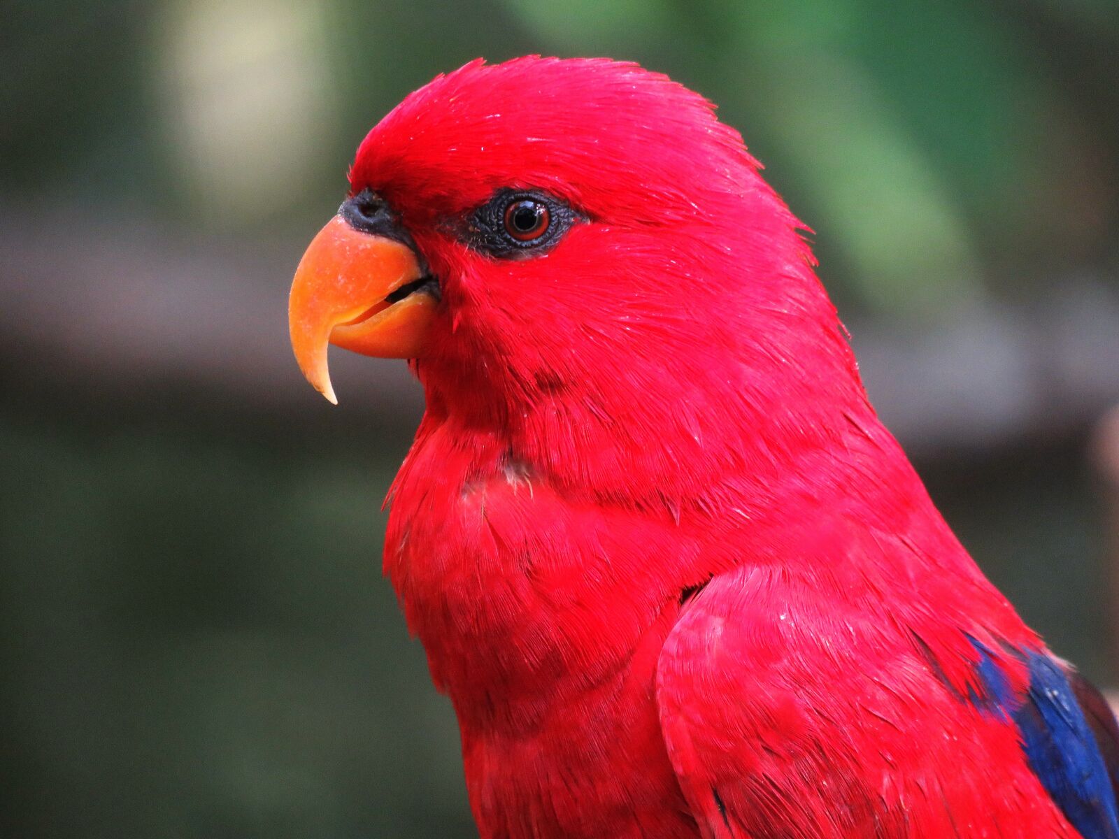 Canon PowerShot SX60 HS sample photo. Parrot, bird, macaw photography