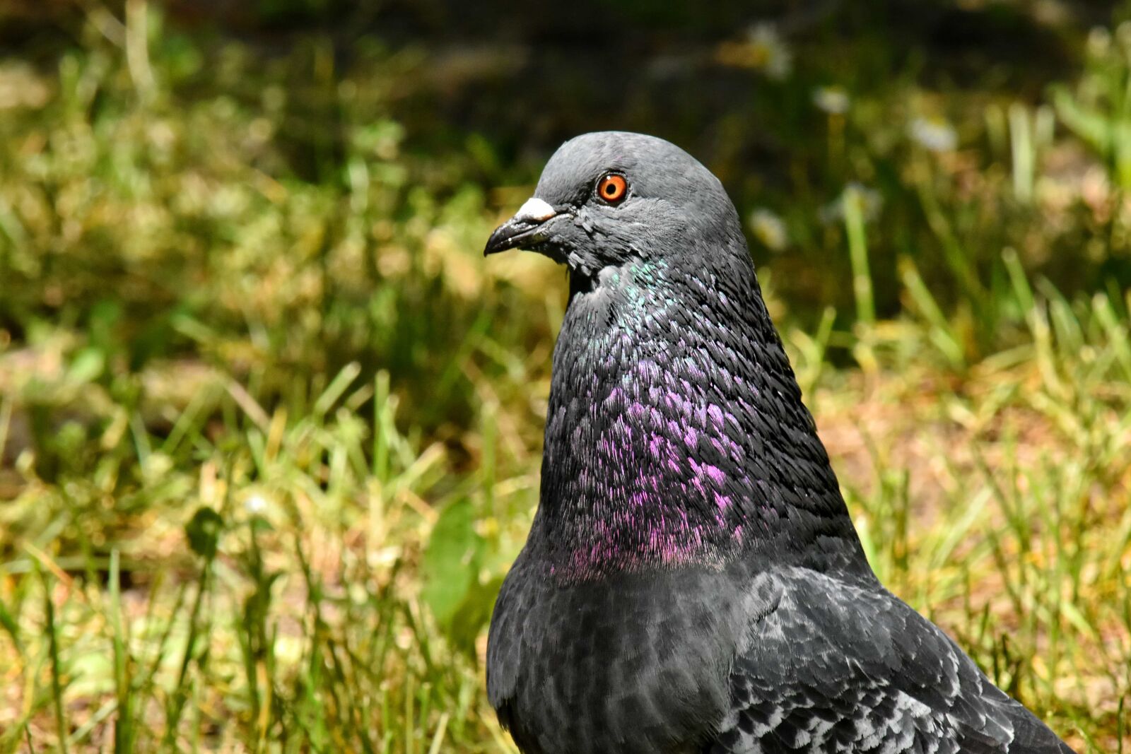 Nikon D5500 sample photo. Animal, bird, conference, curiosity photography