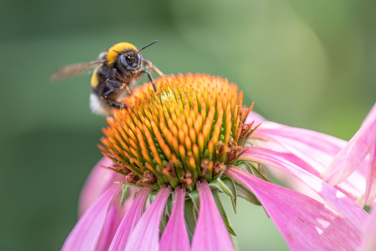 Canon EOS 5D Mark IV sample photo. Bee, garden, bees photography