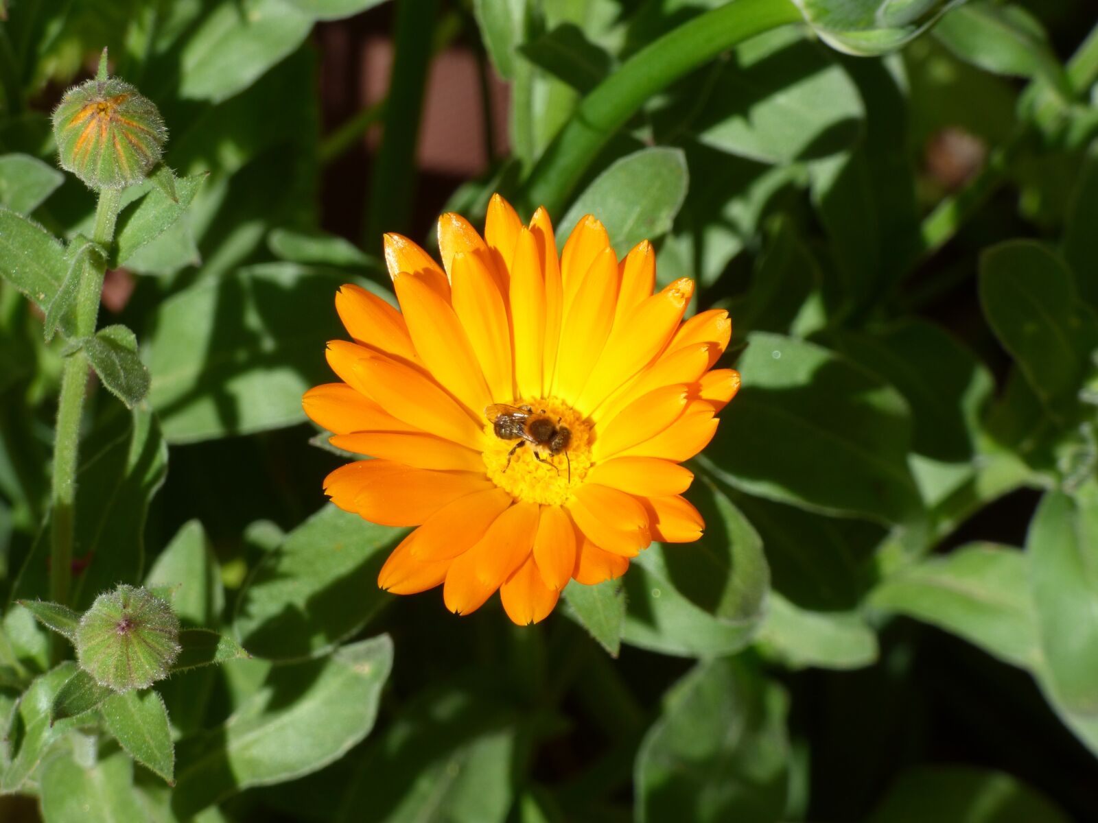 Panasonic DMC-FZ72 sample photo. Flower, bee, petals photography