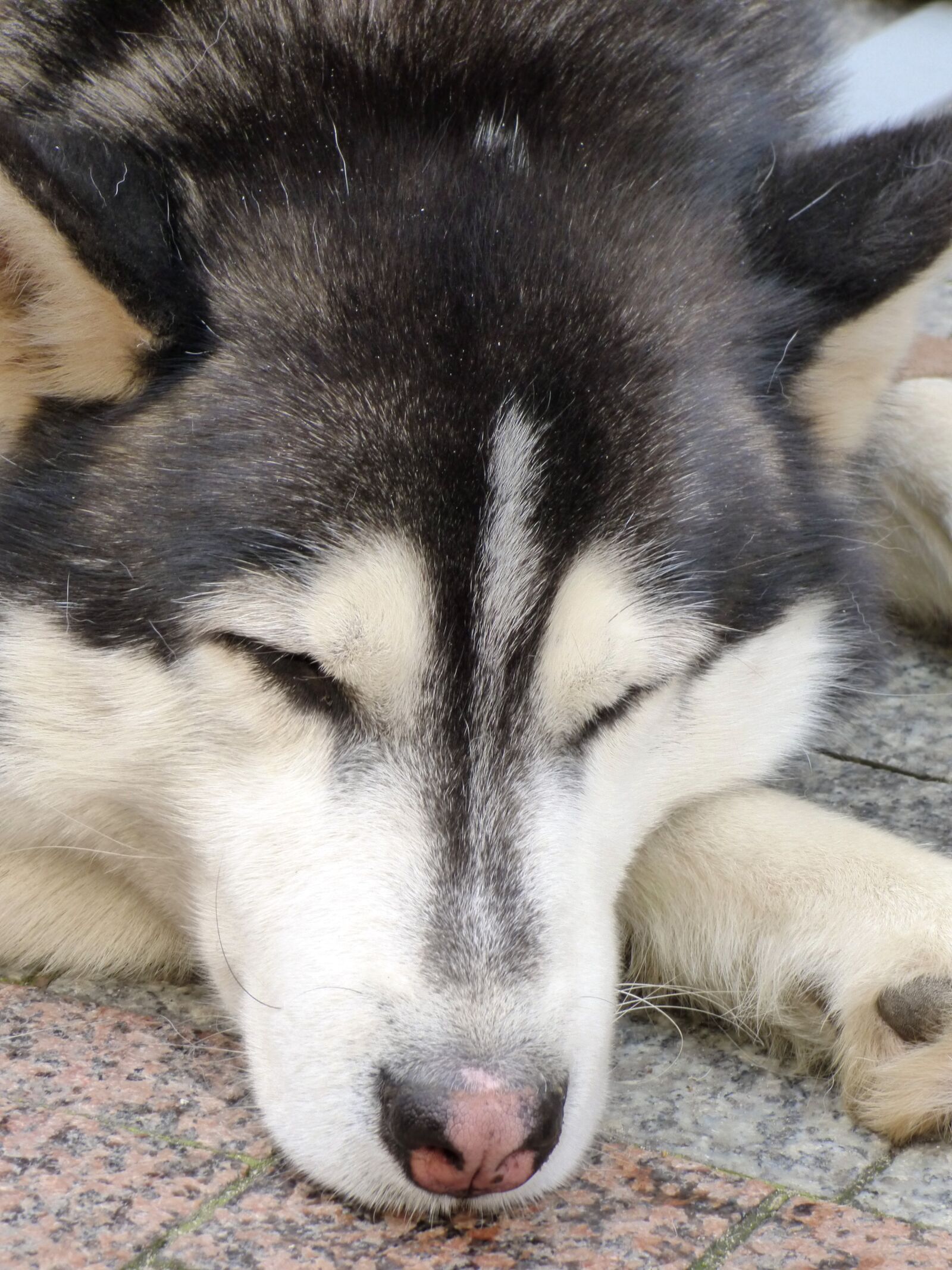 Panasonic DMC-FZ72 sample photo. Dog, pet, animal photography