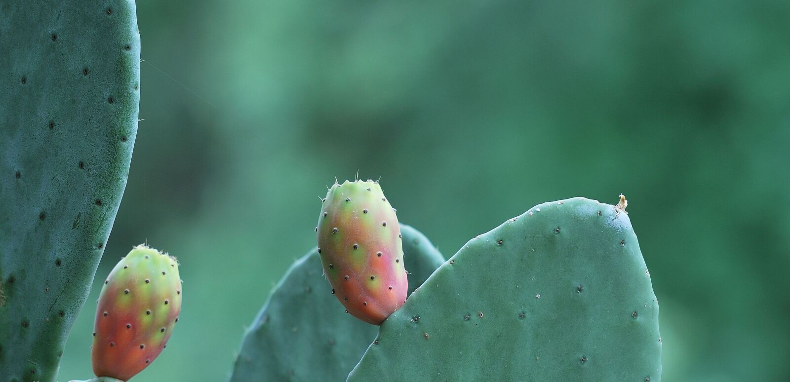 Nikon D60 sample photo. Prickly pear, fruit, cactus photography