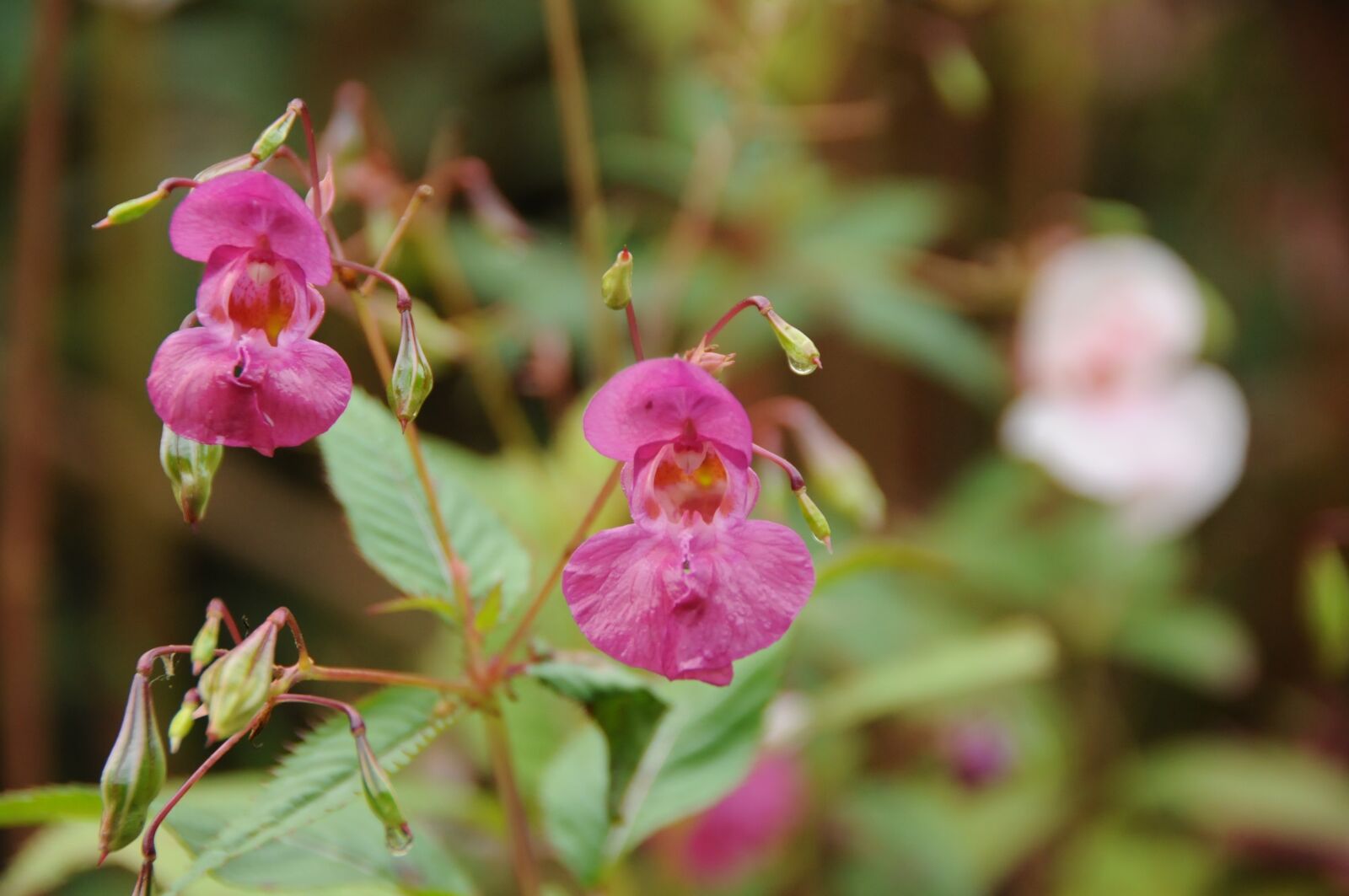 Nikon D300 sample photo. Flower, nature, plant photography