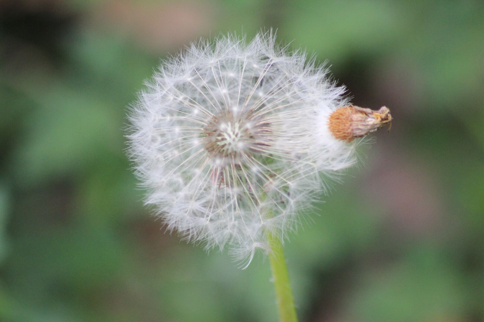 Canon EOS 600D (Rebel EOS T3i / EOS Kiss X5) sample photo. Dandelion, spring, seeds photography