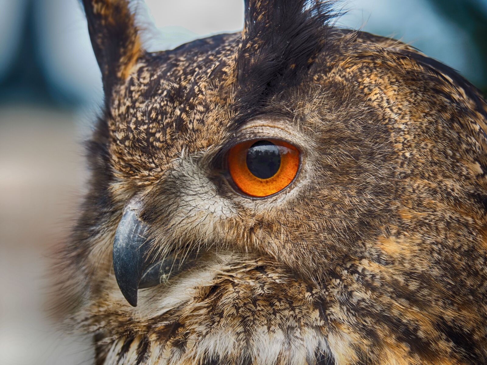 Olympus OM-D E-M5 II sample photo. Eyes, owl, bird photography