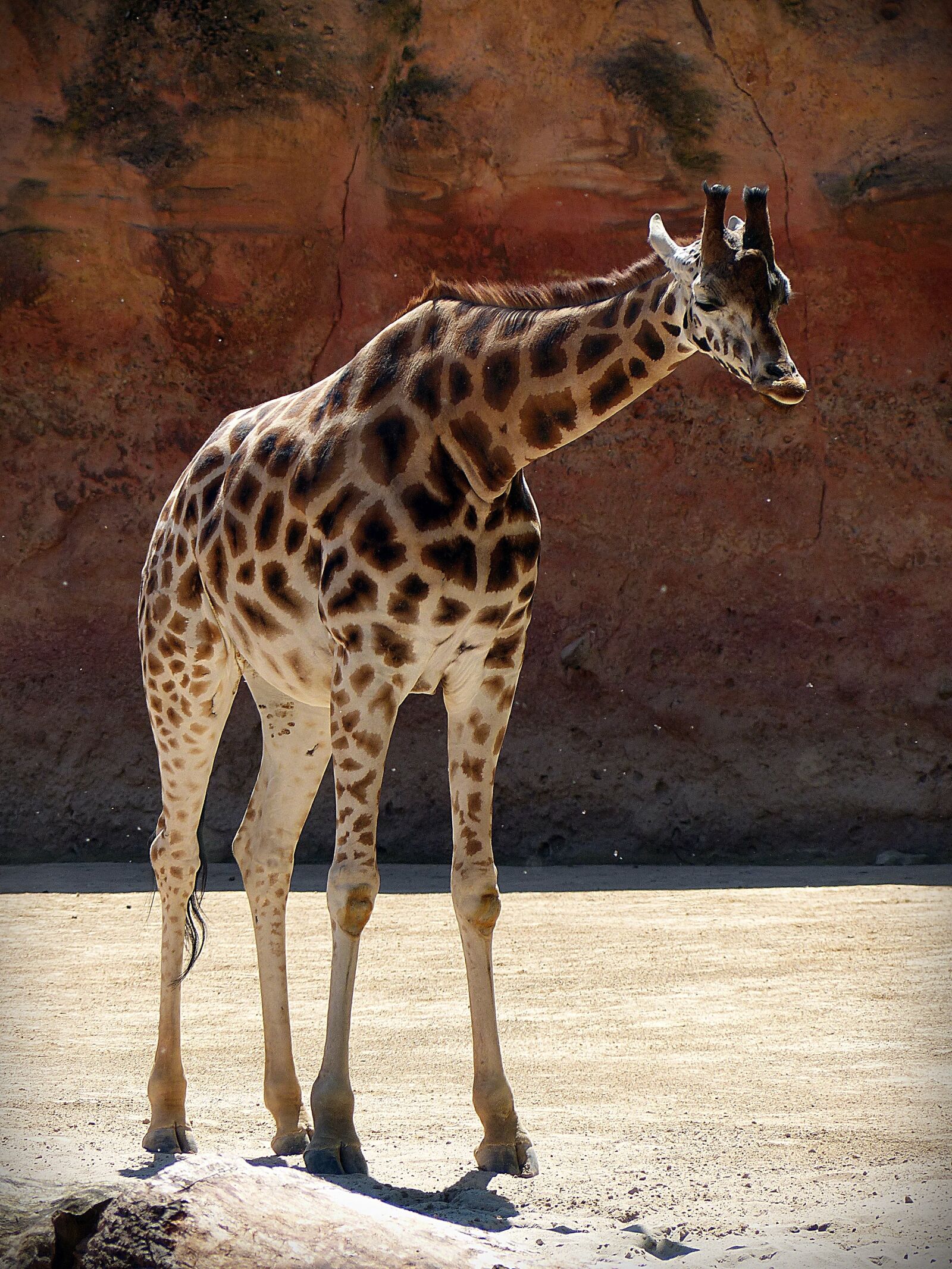 Panasonic Lumix DMC-FZ200 sample photo. Giraffe, animal, africa photography