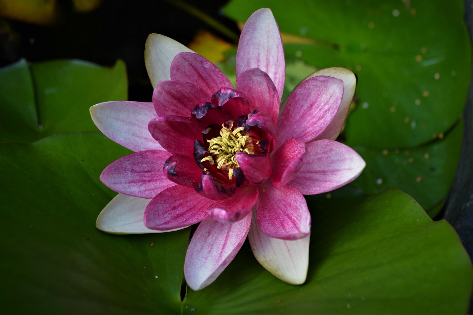Nikon D5200 sample photo. Water rose, rose, water photography